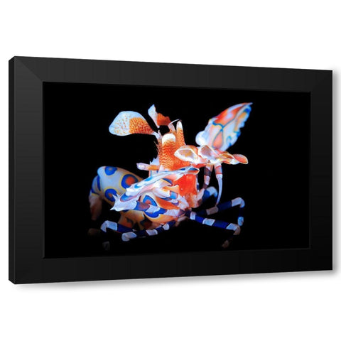 Harlequin Shrimp Black Modern Wood Framed Art Print with Double Matting by Gabriel, Barathieu