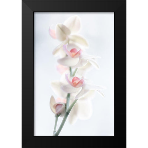 Pale Beauty Black Modern Wood Framed Art Print by Pfeiffer, Peter