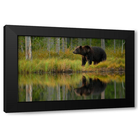 Bear And Fish *** Black Modern Wood Framed Art Print by Gavra, Assaf