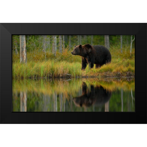 Bear And Fish *** Black Modern Wood Framed Art Print by Gavra, Assaf