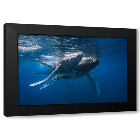 Humpback Whale Black Modern Wood Framed Art Print by Gabriel, Barathieu