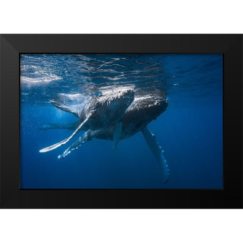 Humpback Whale Black Modern Wood Framed Art Print by Gabriel, Barathieu