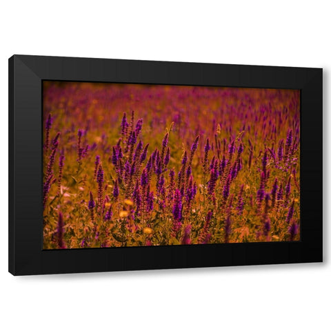 Violets Black Modern Wood Framed Art Print with Double Matting by Heidari, Ali