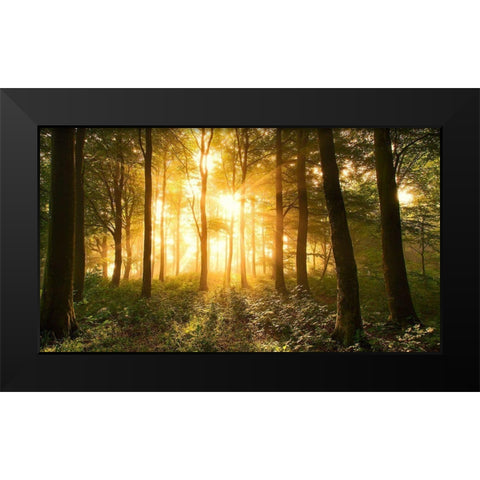 Light In The Forest. Black Modern Wood Framed Art Print by Londal, Leif