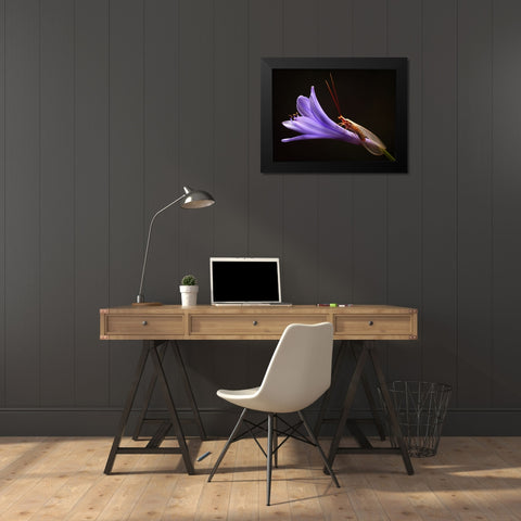 Lacewing Black Modern Wood Framed Art Print by Hoffman, Jimmy