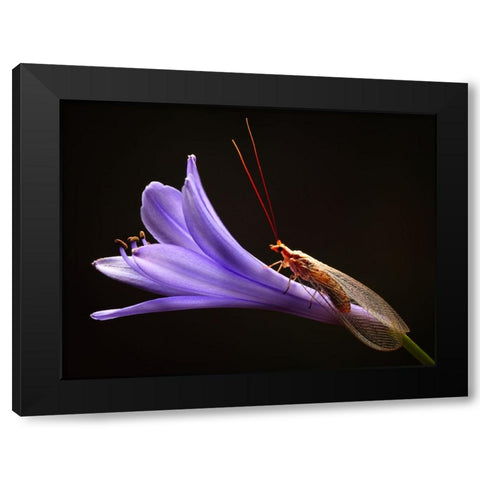 Lacewing Black Modern Wood Framed Art Print by Hoffman, Jimmy