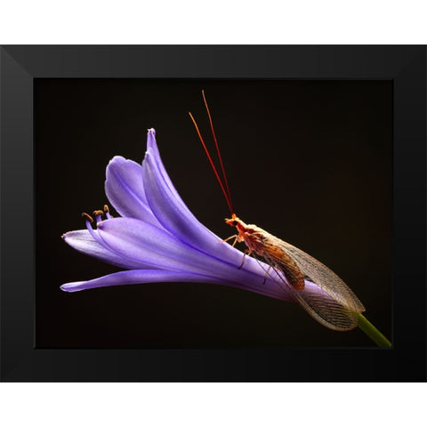 Lacewing Black Modern Wood Framed Art Print by Hoffman, Jimmy