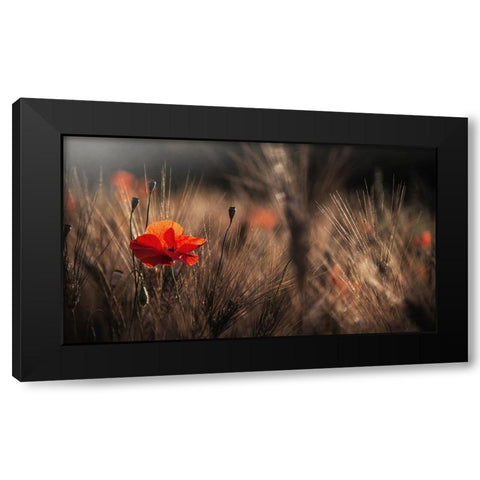Poppy With Corn Black Modern Wood Framed Art Print by Quaglia, Nicodemo