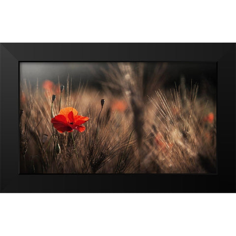 Poppy With Corn Black Modern Wood Framed Art Print by Quaglia, Nicodemo