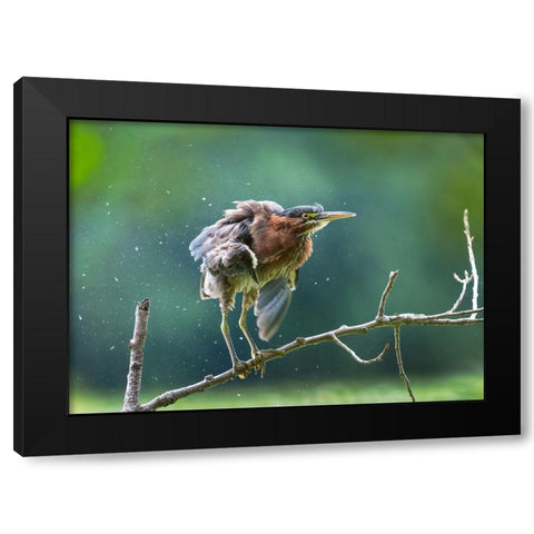 Green Heron Shaking Off Black Modern Wood Framed Art Print by Wang, Kevin