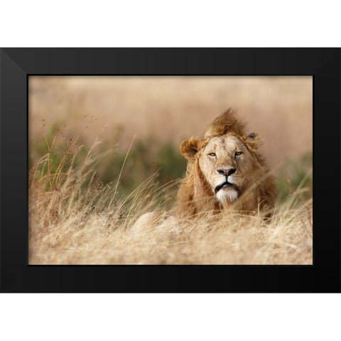 Handsome! Black Modern Wood Framed Art Print by Khataw, Ali