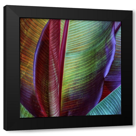 Banana Skin Black Modern Wood Framed Art Print by Casanova, Francois