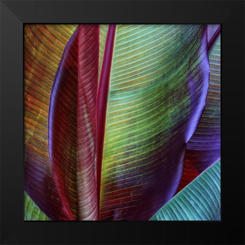 Banana Skin Black Modern Wood Framed Art Print by Casanova, Francois