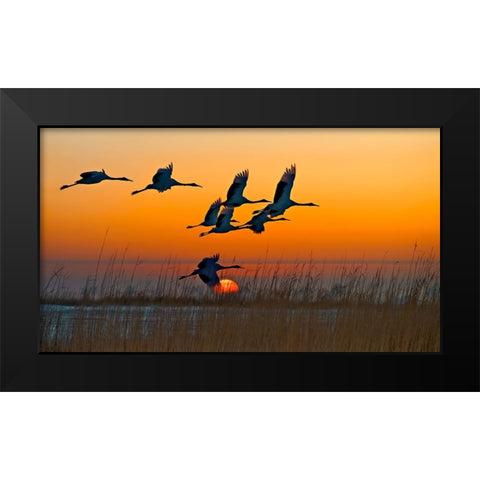 Red-Crowned Cranes Black Modern Wood Framed Art Print by Zhu, Hua
