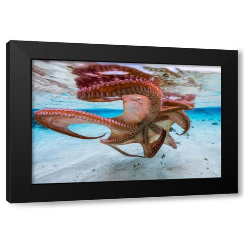 The Octopus Underside Black Modern Wood Framed Art Print by Gabriel, Barathieu