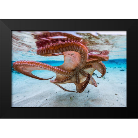 The Octopus Underside Black Modern Wood Framed Art Print by Gabriel, Barathieu