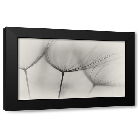 Tragopogon Black Modern Wood Framed Art Print by Gronkjar, Lotte