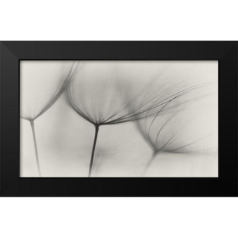 Tragopogon Black Modern Wood Framed Art Print by Gronkjar, Lotte