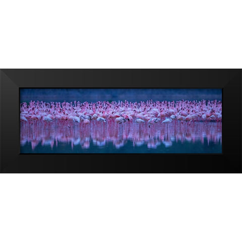 Flamingos Black Modern Wood Framed Art Print by Hua, David