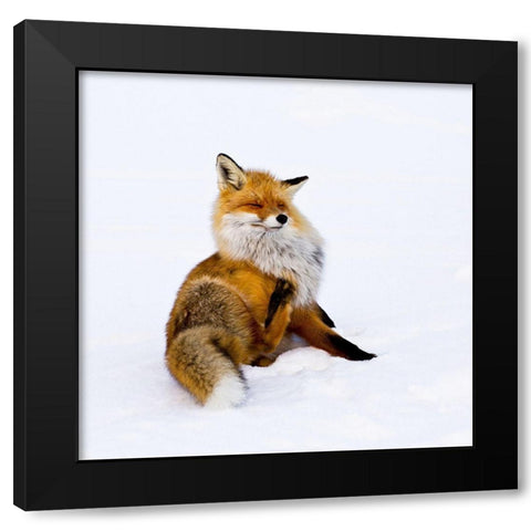 Winterfox Black Modern Wood Framed Art Print by Lindstrom, Pia