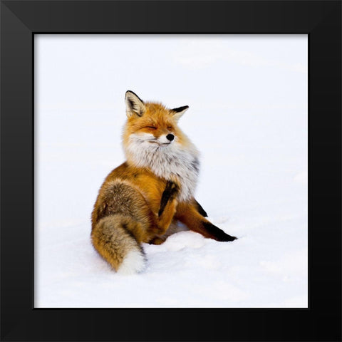 Winterfox Black Modern Wood Framed Art Print by Lindstrom, Pia