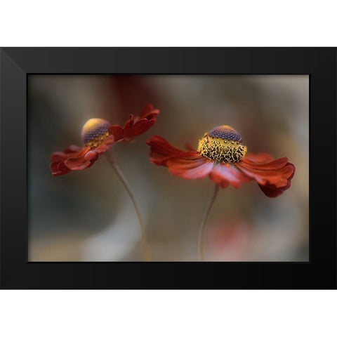 Helenium Dance Black Modern Wood Framed Art Print by Disher, Mandy