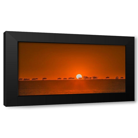 Wildebeests Walking In Golden Light Black Modern Wood Framed Art Print with Double Matting by Hua, David