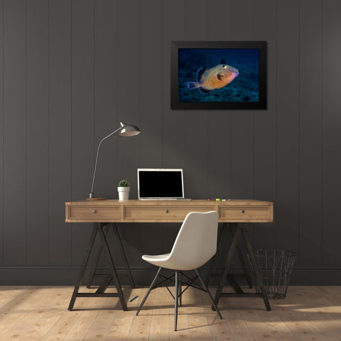 Blue Triggerfish Black Modern Wood Framed Art Print by Gabriel, Barathieu