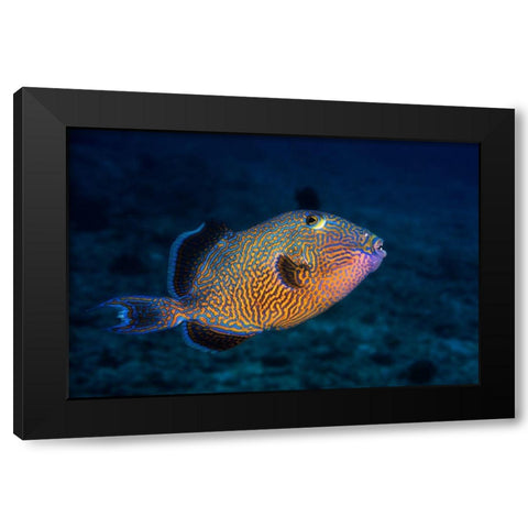 Blue Triggerfish Black Modern Wood Framed Art Print by Gabriel, Barathieu