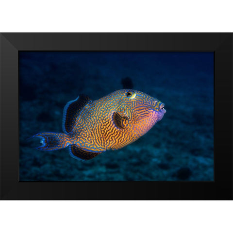 Blue Triggerfish Black Modern Wood Framed Art Print by Gabriel, Barathieu