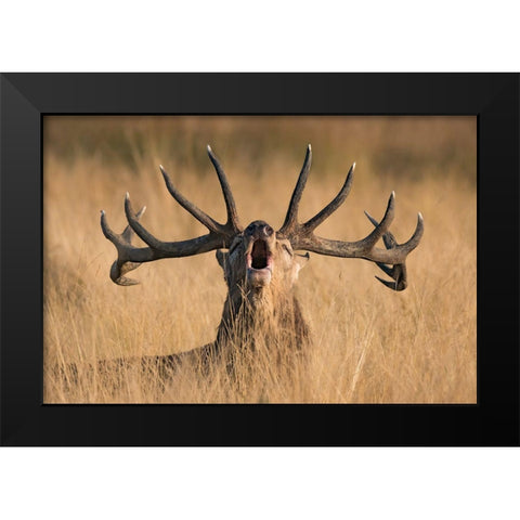 Ready To Rut Black Modern Wood Framed Art Print by Uddin, Kutub