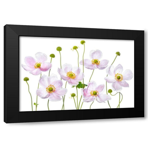 Japanese Anemones Black Modern Wood Framed Art Print by Disher, Mandy
