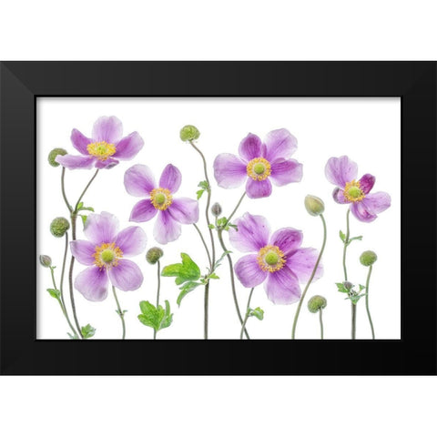 Anemone Japonica Black Modern Wood Framed Art Print by Disher, Mandy
