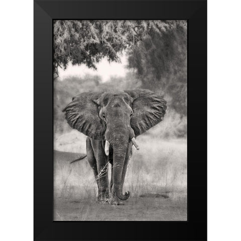 Coming ... Black Modern Wood Framed Art Print by Catta, Alessandro