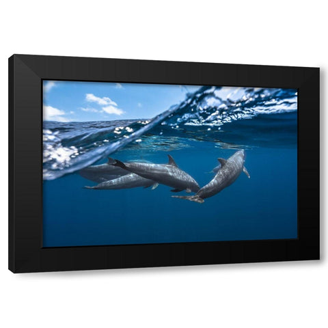 Dolphins Black Modern Wood Framed Art Print with Double Matting by Gabriel, Barathieu