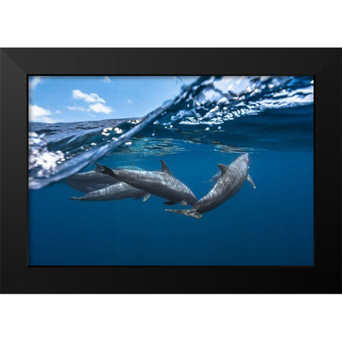 Dolphins Black Modern Wood Framed Art Print by Gabriel, Barathieu