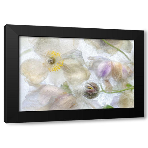 Anemone Frost Black Modern Wood Framed Art Print by Disher, Mandy