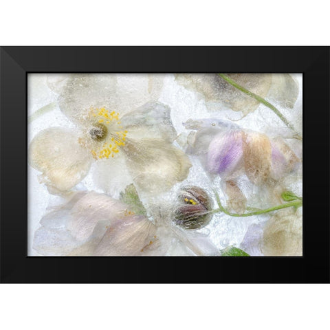Anemone Frost Black Modern Wood Framed Art Print by Disher, Mandy