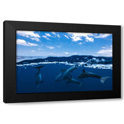 Between Air And Water With The Dolphins Black Modern Wood Framed Art Print by Gabriel, Barathieu