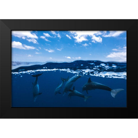 Between Air And Water With The Dolphins Black Modern Wood Framed Art Print by Gabriel, Barathieu
