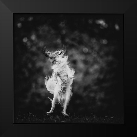 ...Joyfulness... Black Modern Wood Framed Art Print by Gerec, Pali