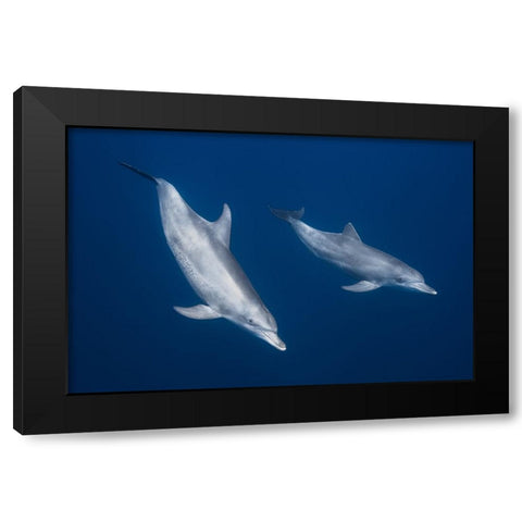 Bottlenose Dolphins Black Modern Wood Framed Art Print with Double Matting by Gabriel, Barathieu