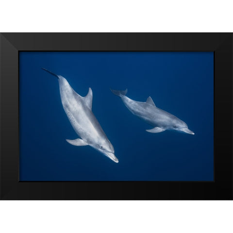 Bottlenose Dolphins Black Modern Wood Framed Art Print by Gabriel, Barathieu