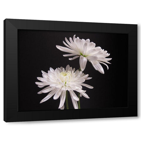 Simple Beauty Black Modern Wood Framed Art Print with Double Matting by Holm, Kelly