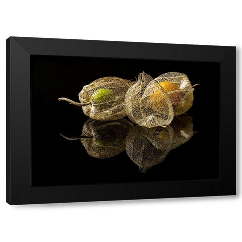 Physalis Alkekengi L. Black Modern Wood Framed Art Print with Double Matting by Gaberkosir