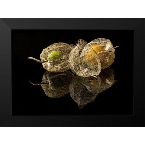 Physalis Alkekengi L. Black Modern Wood Framed Art Print by Gaberkosir