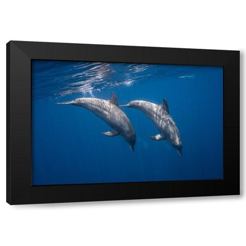 Two Bottlenose Dolphins Black Modern Wood Framed Art Print with Double Matting by Gabriel, Barathieu