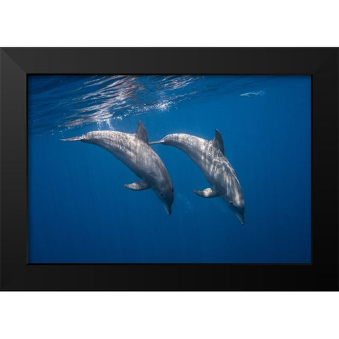 Two Bottlenose Dolphins Black Modern Wood Framed Art Print by Gabriel, Barathieu