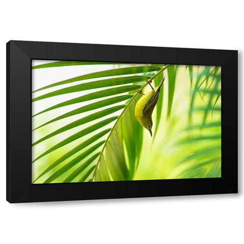 50 Shades Of Green Black Modern Wood Framed Art Print by Bariviera, Daniele