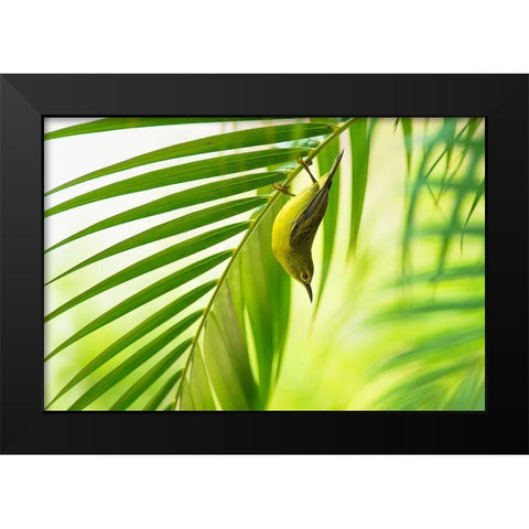 50 Shades Of Green Black Modern Wood Framed Art Print by Bariviera, Daniele